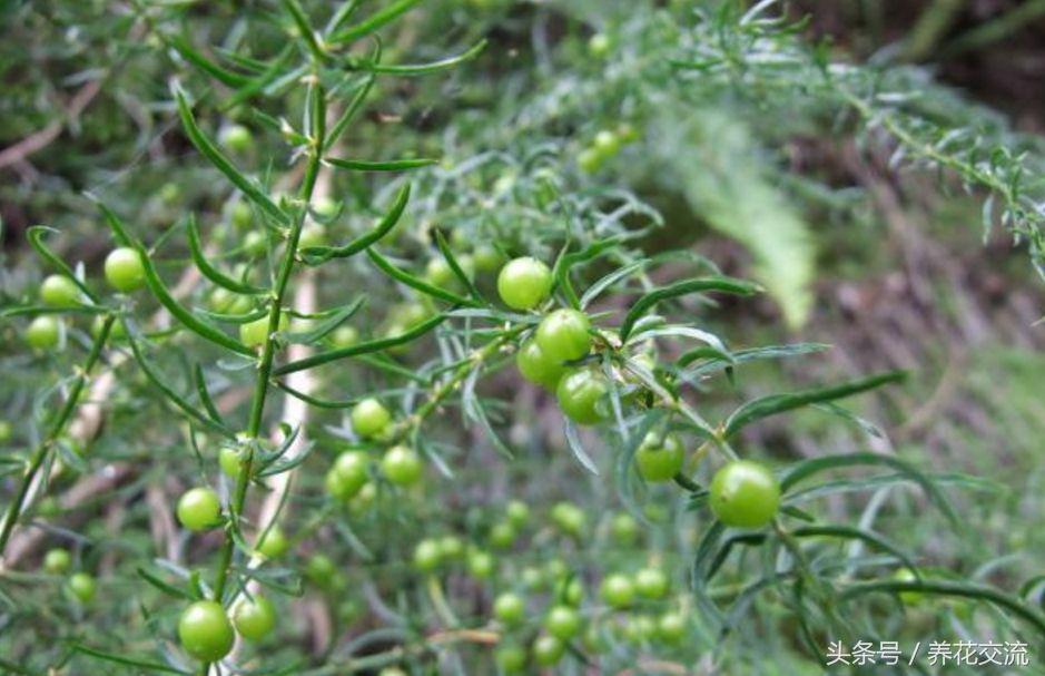 天门冬的叶子像文竹吗,天门冬文竹