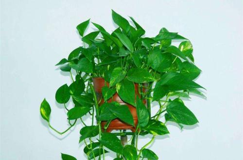 入住的新房怎么治甲醛,家里甲醛过高多久会引起身体不适