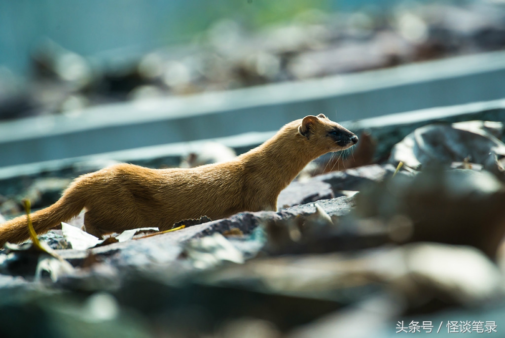 民间故事黄鼠狼成精,黄鼠狼偷鸡民间故事文字