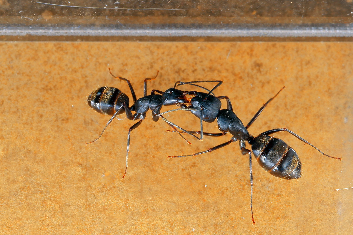 蚂蚁竟然是地球进化最完美的生物,蚂蚁是怎么从地球进化来的