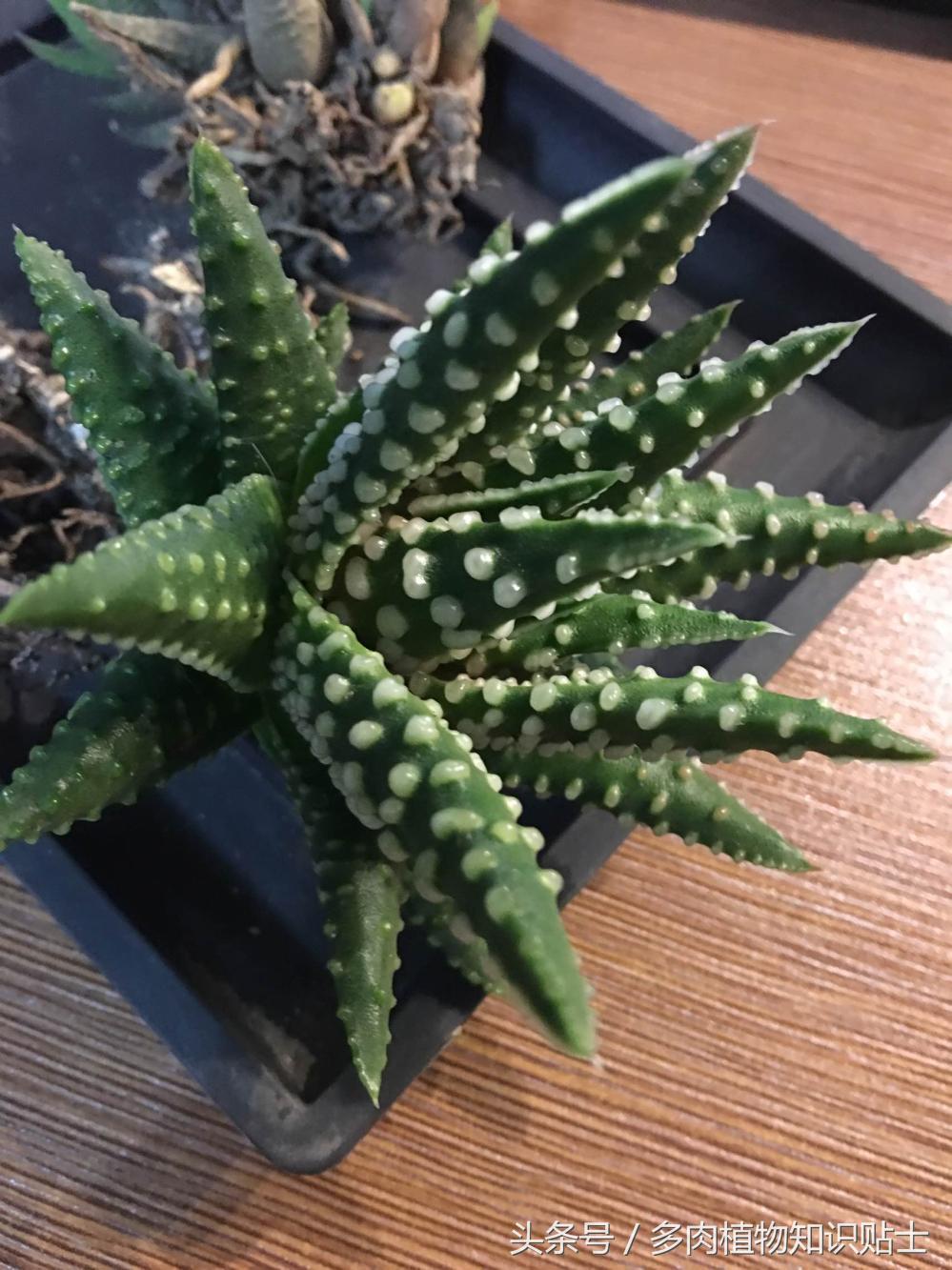 大神的硬叶十二卷阳台，为它们写日记