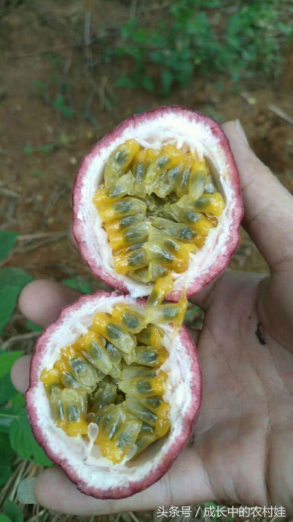 百香果里含什么营养的东西,百香果营养素