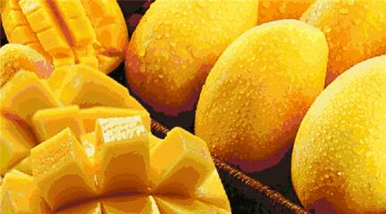 山竹怎么挑选好吃的,怎么样才能买到新鲜的山竹