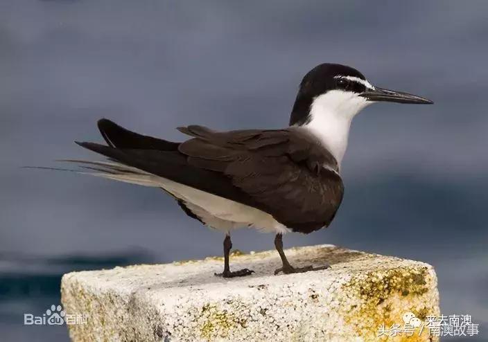 这座小岛究竟隐藏了多少秘密,一座鲜为人知的隐藏小岛