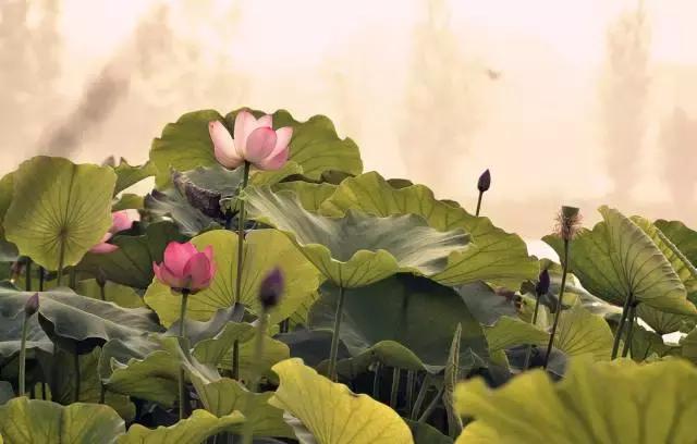 三伏天是什么时候入伏几月几号,三伏天是几月几号2023出伏