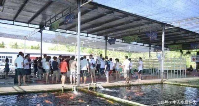 如何寻找中国斗鱼的踪影,如何快速了解斗鱼