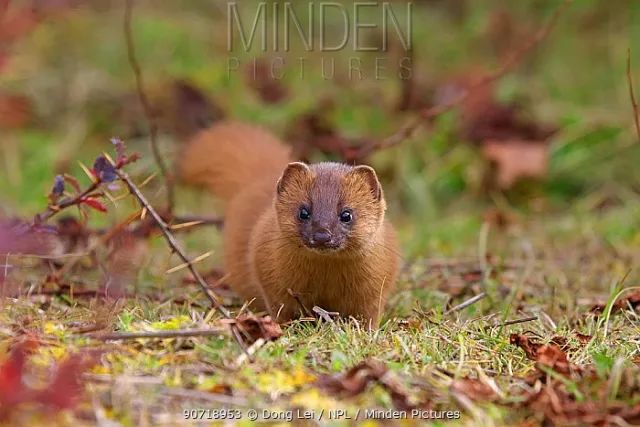 黄鼠狼为何只吸血不吃鸡,一个千古谜题有哪些