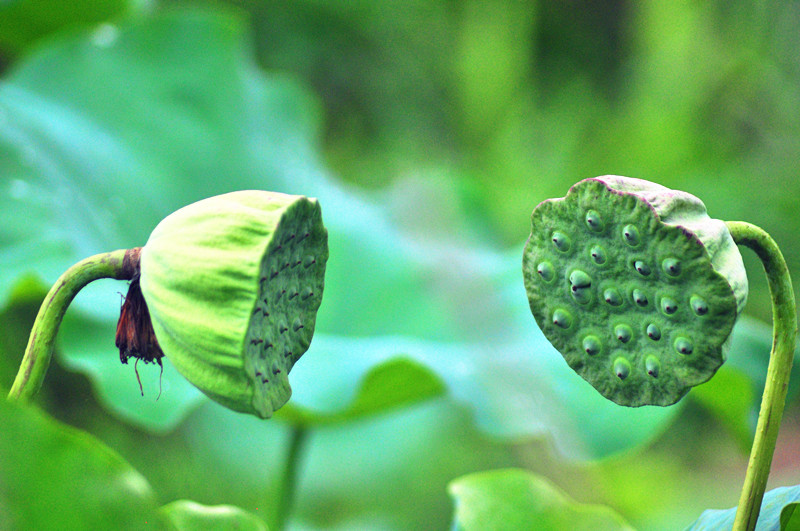 说走就走，一起回老家看荷叶品莲藕去