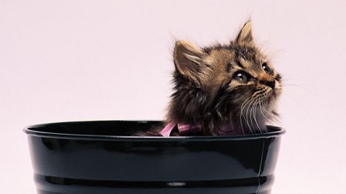 猫咪思春期的特征,猫咪闹春最快解决方法