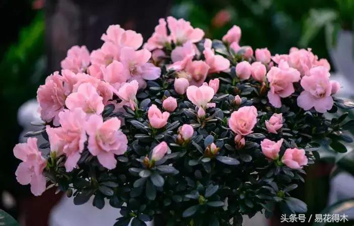 鹃之舞杜鹃的养护方法,杜鹃花春鹃和夏鹃的区别