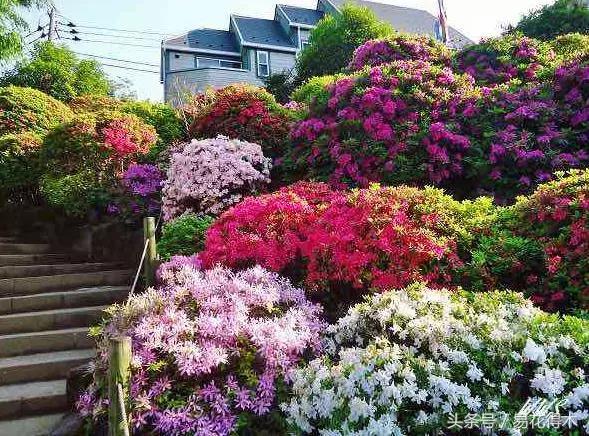 鹃之舞杜鹃的养护方法,杜鹃花春鹃和夏鹃的区别