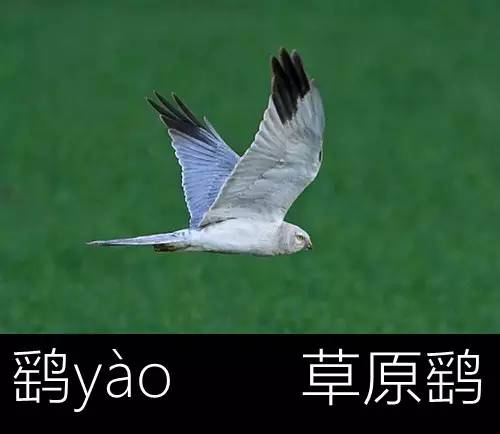 带你认识几个主播,带你认识几种常见的野菜