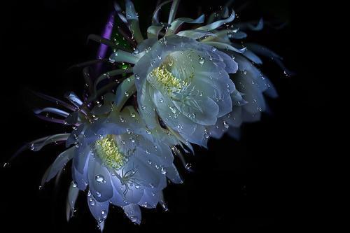 世界十大凄美之花是什么花,世界十大凄美之花的图片