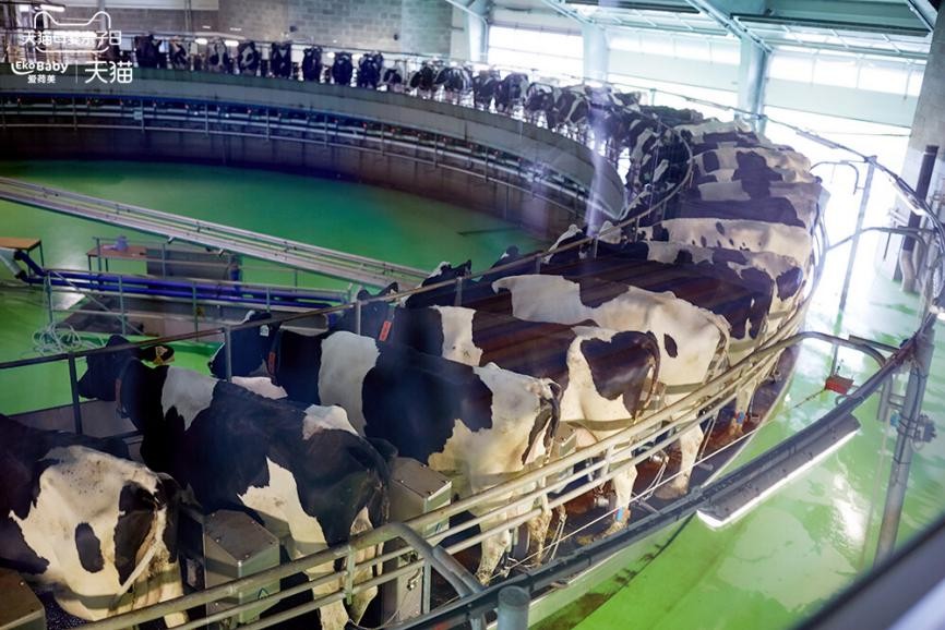 有机奶粉生产流程,深度解析有机奶粉