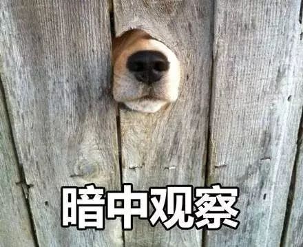 狂犬病致死率为什么几乎是100%,狂犬病致死率真的100%吗
