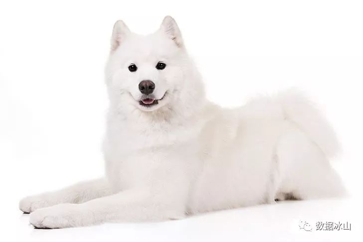 遇见遛狗的小姐姐怎么聊天,单身狗怎么吸引妹子