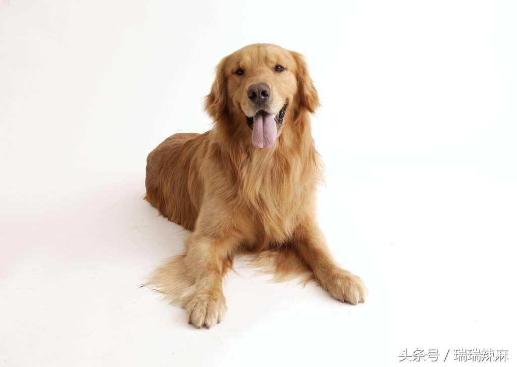 金毛犬皮肤病用妇炎洁药浴可以吗,金毛犬常见皮肤病是什么症状