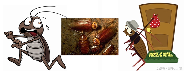 家里的排水管被蟑螂虫子堵塞了,厨房下水管有蟑螂怎么消灭最彻底