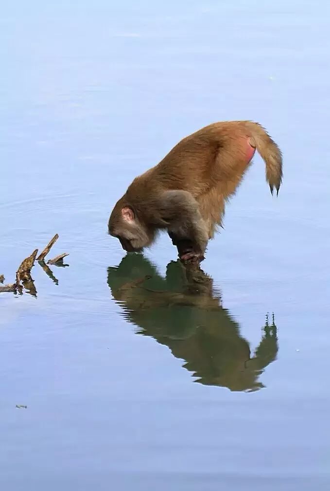 三伏天，龙虎山的“山大王”们开始消暑养生了！