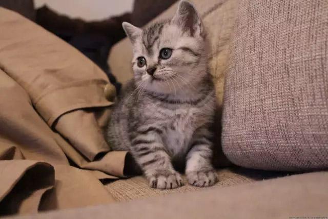 猫咪驱虫用大宠爱好还是福来恩好,猫咪体外驱虫和体内驱虫多久一次