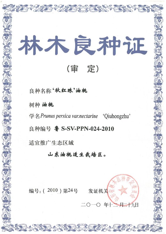 枣油桃产地优点,枣油桃产品介绍