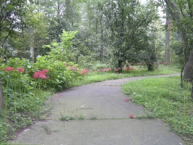 极耐阴花卉不需光照耐寒,光照不够的阳台适合种的耐阴蔬菜