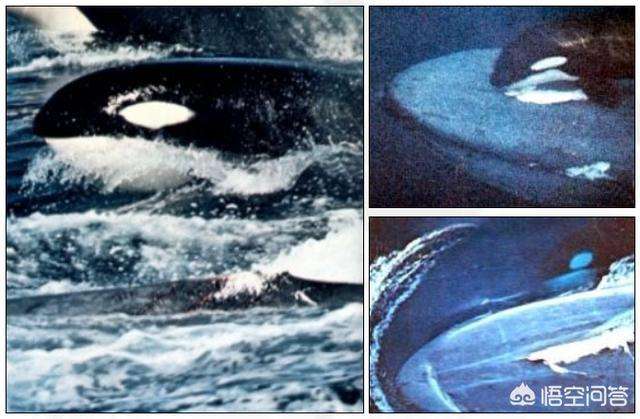 蓝鲸为啥比鲨鱼重那么多,蓝鲸和鲨鱼为什么蓝鲸大