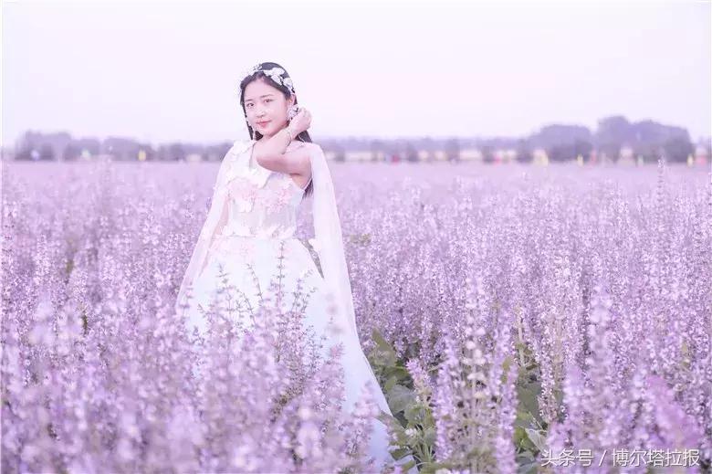 投票啦！快来支持你喜欢的紫苏仙子吧！