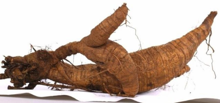 长白山人参治糖尿病,人参治疗糖尿病的处方药