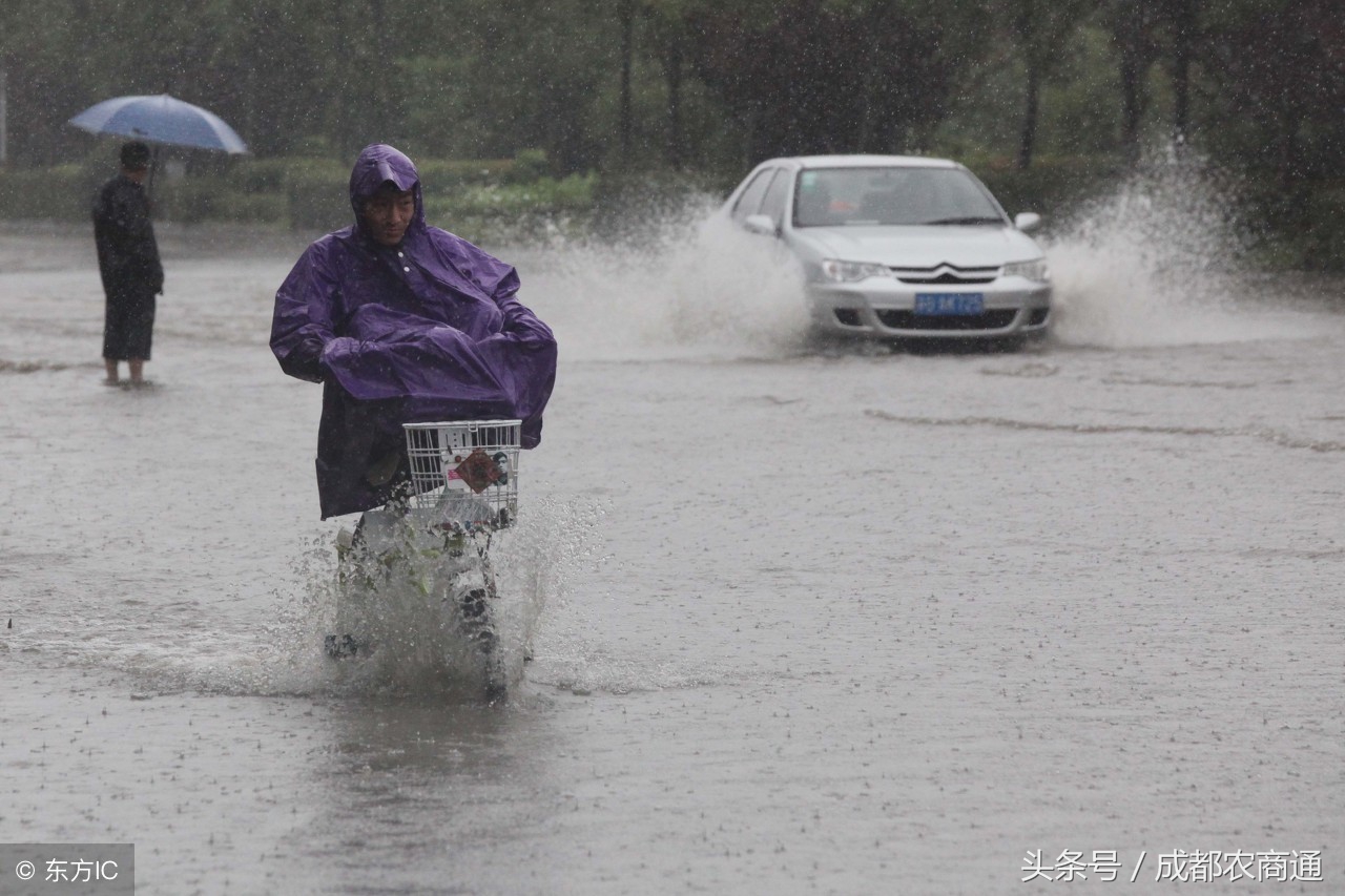 成都哪个蔬菜批发市场最好最大,成都蔬菜批发市场今日价格表