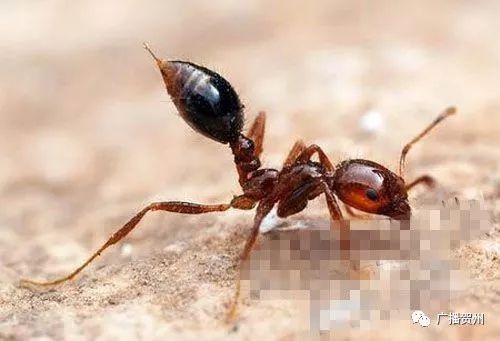 广西虫咬伤人,广西腿被虫咬伤