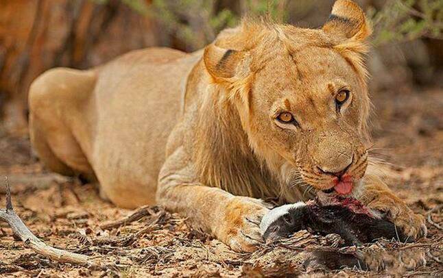 “非洲一霸”平头哥，作为动物界杠把子，它只怕物理伤害！涨姿势