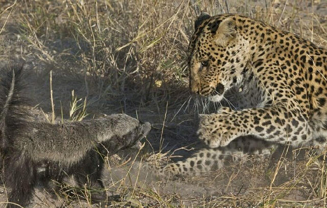 “非洲一霸”平头哥，作为动物界杠把子，它只怕物理伤害！涨姿势