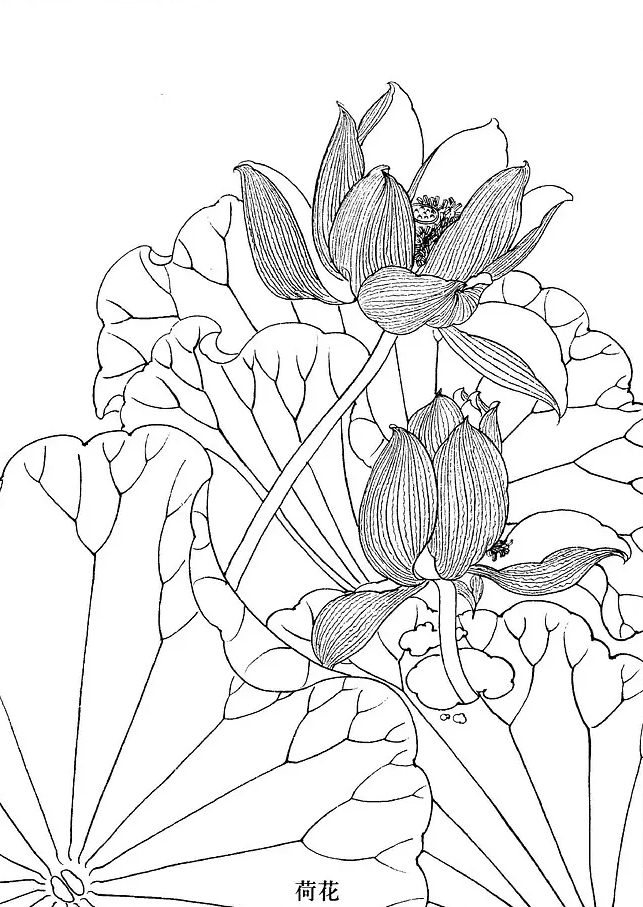 国画工笔白描花卉线稿桃花教程,工笔白描花卉牡丹与上色图