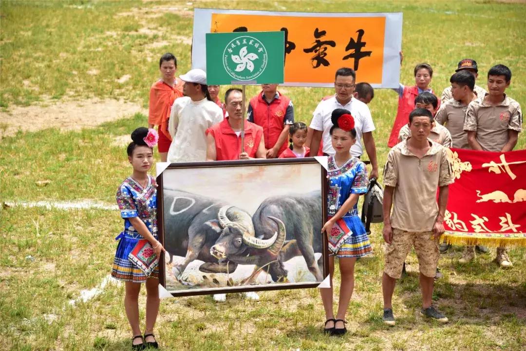 贵州凯里东方斗牛城斗牛大赛,贵州省凯里斗牛大赛