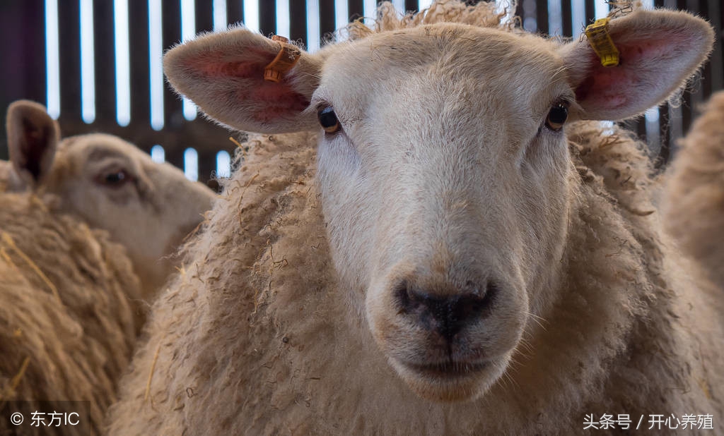 母羊假怀孕生出一胎盘水，一肚子坏水可不是乱说的