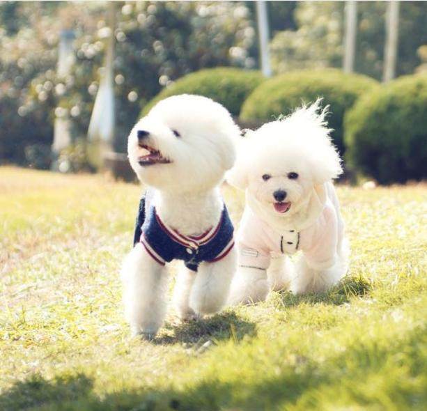 饲养比熊犬的6大禁忌绝不能犯,饲养比熊犬的六点注意事项