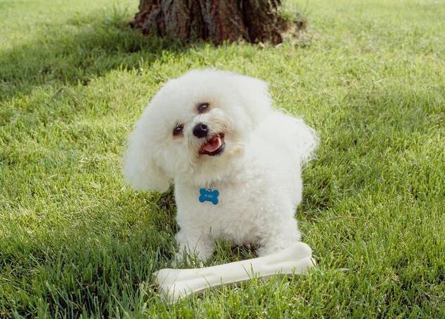 饲养比熊犬的6大禁忌绝不能犯,饲养比熊犬的六点注意事项