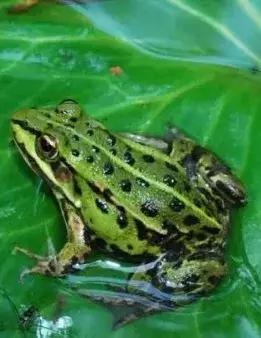 动物好伙伴之动物欢乐岛,超级有趣的动物知识