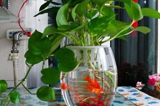 土培绿萝怎么才能水养枝繁叶茂,水培绿萝怎么养才能长得十分茂盛