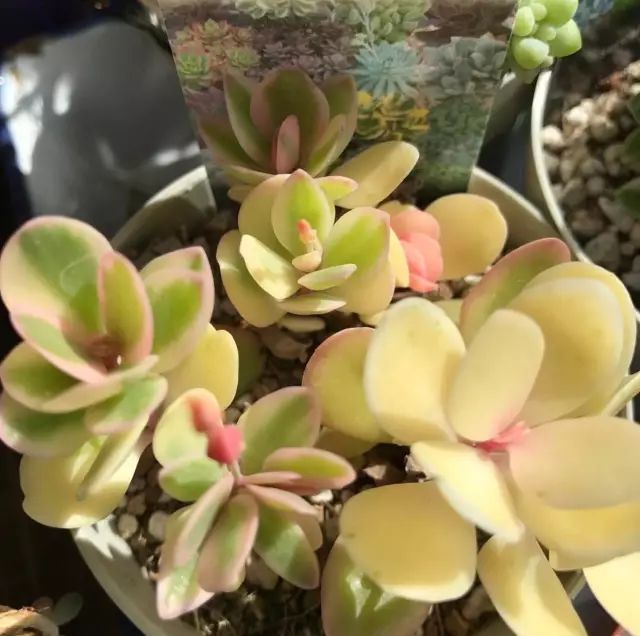 多肉每天光照好看吗,光照过强多肉反而颜色不好看