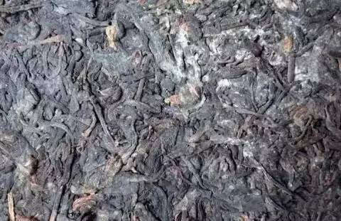 三招教你辨别普洱茶的白霜与霉变,小青柑普洱茶表面的白霜