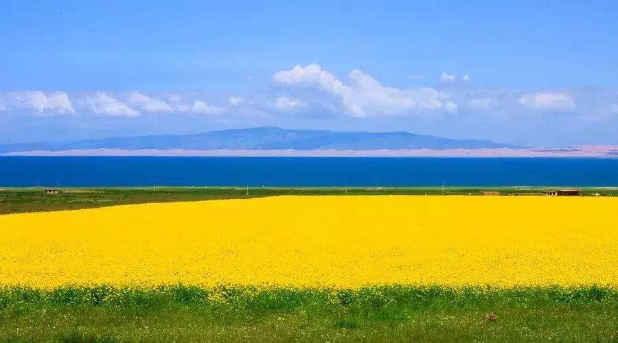 青海湖八月花海,七八月的青海湖油菜花