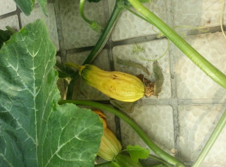 板栗南瓜长不大就掉了,南瓜结的小瓜长不大就掉怎么回事