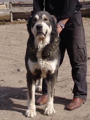 原生犬种中华田园犬,西方犬种真的比中华田园犬好吗