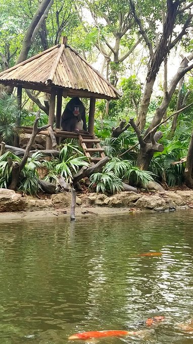 长隆广州野生动物园带娃游玩攻略,一大一小亲子游长隆野生动物园