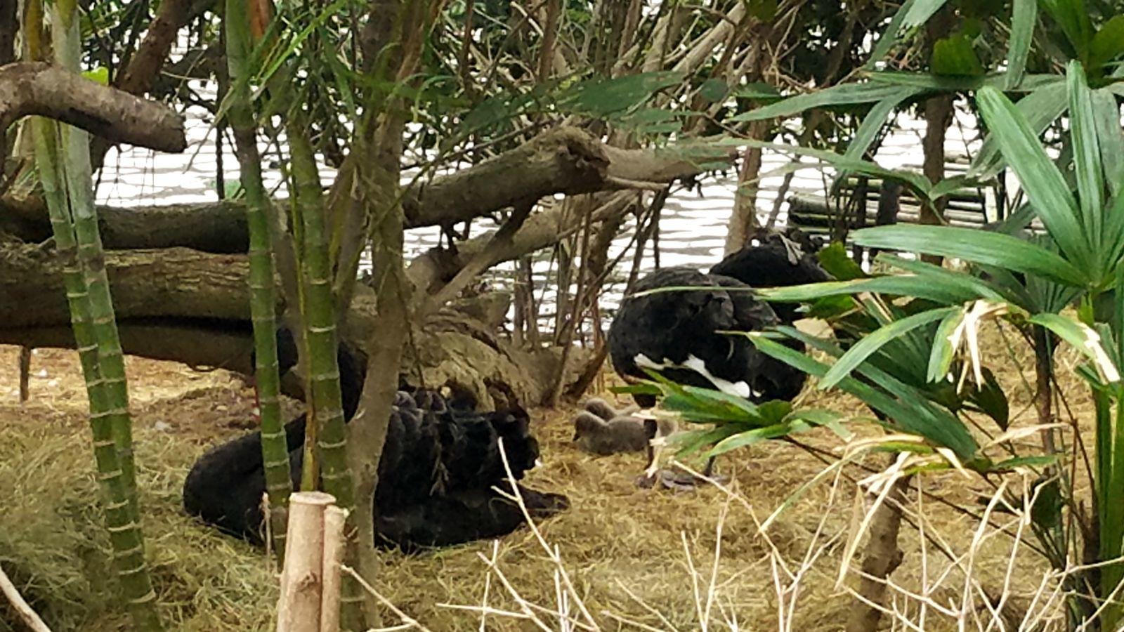 长隆广州野生动物园带娃游玩攻略,一大一小亲子游长隆野生动物园