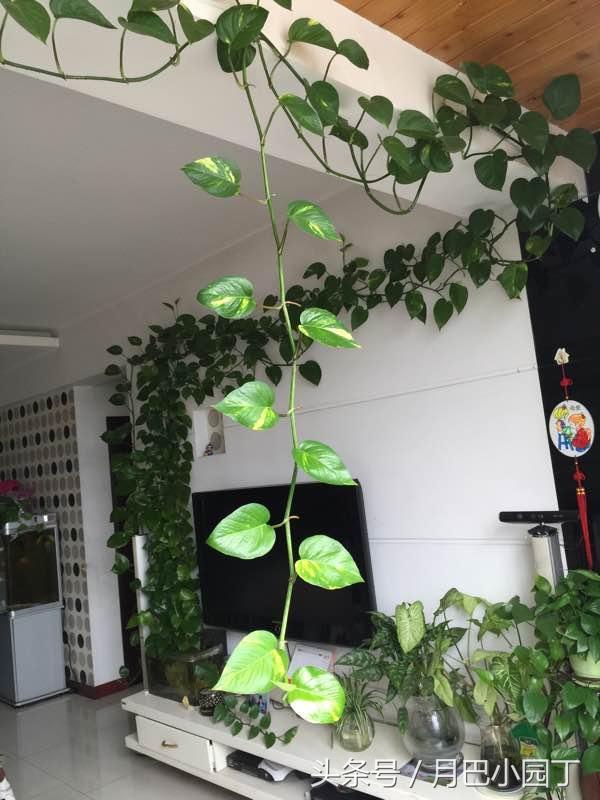 好养的绿萝怎么养小技巧科普,绿萝怎么养才能更旺盛不会变绿