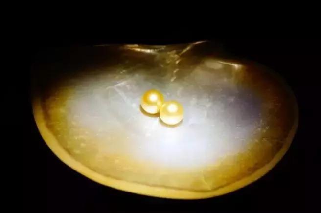 珍珠知识新手入门教学,小火说免费阅读