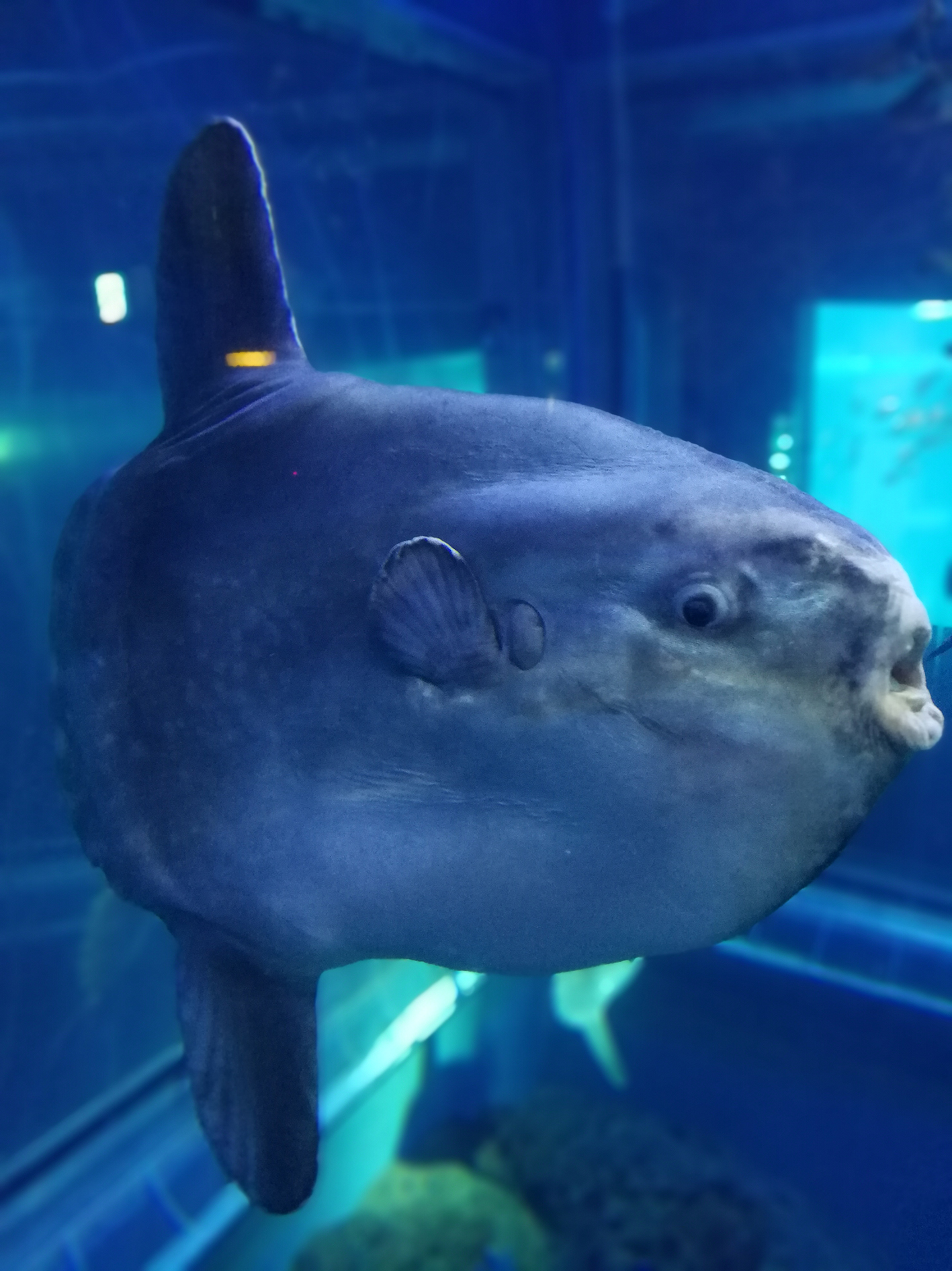 日本乐高亲子游,日本乐高亲子游玩中心在哪